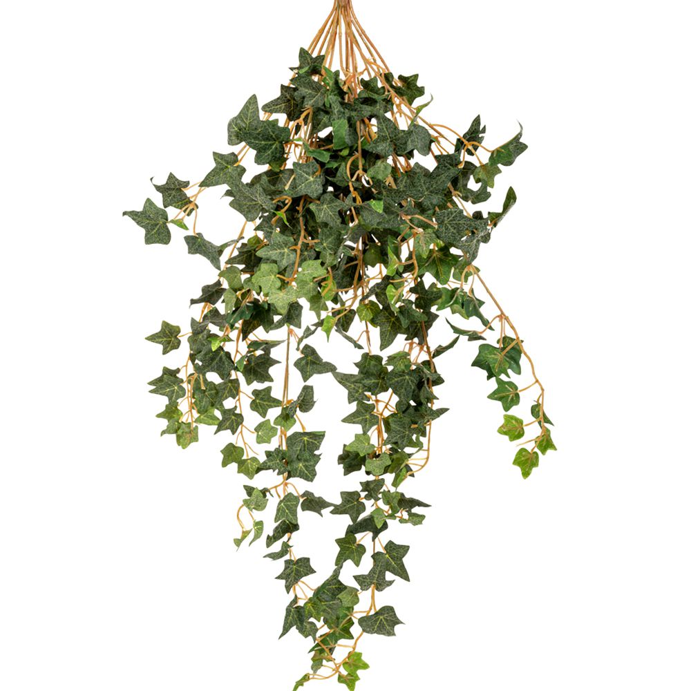 ΚΙΣΣΟΣ COATED ΚΡΕΜΑΣΤΗ ΠΡΑΣΙΝΑΔΑ 70ΕΚ ΜΕ ΜΙΚΡΑ ΦΥΛΛΑ ΚΙΣΣΟΣ COATED ΚΡΕΜΑΣΤΗ ΠΡΑΣΙΝΑΔΑ 70ΕΚ ΜΕ ΜΙΚΡΑ ΦΥΛΛΑ