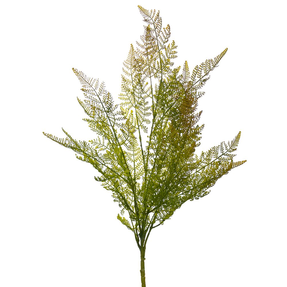 ΦΤΕΡΗ ΡΙΖΑ 72ΕΚ ΦΤΕΡΗ ΡΙΖΑ 72ΕΚ