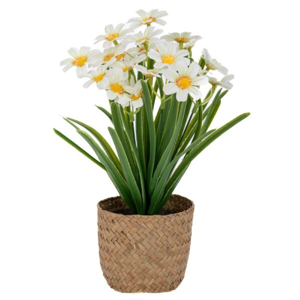 ΚΙΤΡΙΝΕΣ ΜΑΡΓΑΡΙΤΕΣ 30ΕΚ ΣΕ SEAGRASS ΚΑΣΠΩ Φ9Χ9ΕΚ