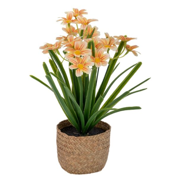 ΛΕΥΚΕΣ ΜΑΡΓΑΡΙΤΕΣ 30ΕΚ ΣΕ SEAGRASS ΚΑΣΠΩ Φ9Χ9ΕΚ