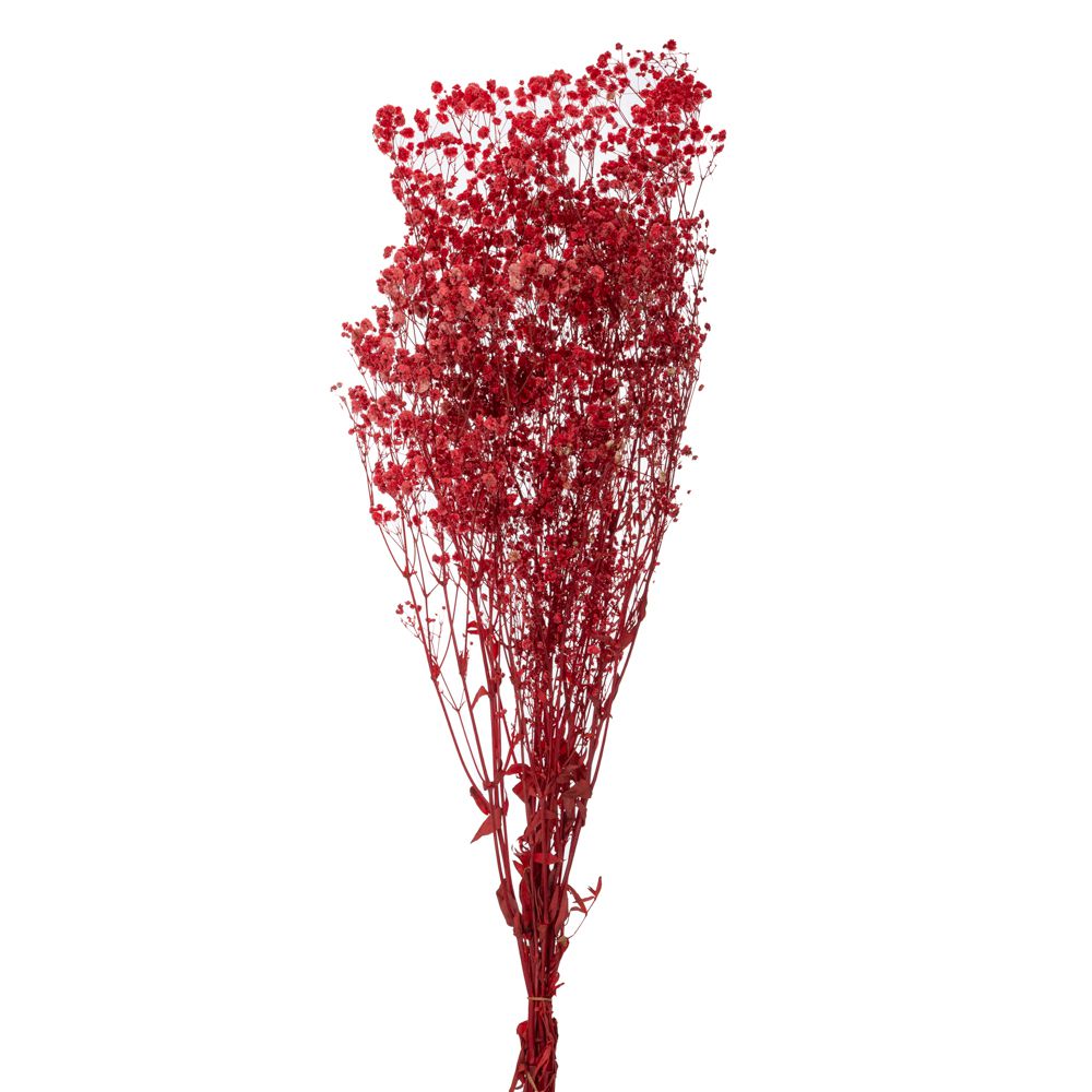 ΚΟΚΚΙΝΟ ΜΠΟΥΚΕΤΟ ΓΥΨΟΦΙΛΛΗ 120gr ΚΟΚΚΙΝΟ ΜΠΟΥΚΕΤΟ ΓΥΨΟΦΙΛΛΗ 120gr