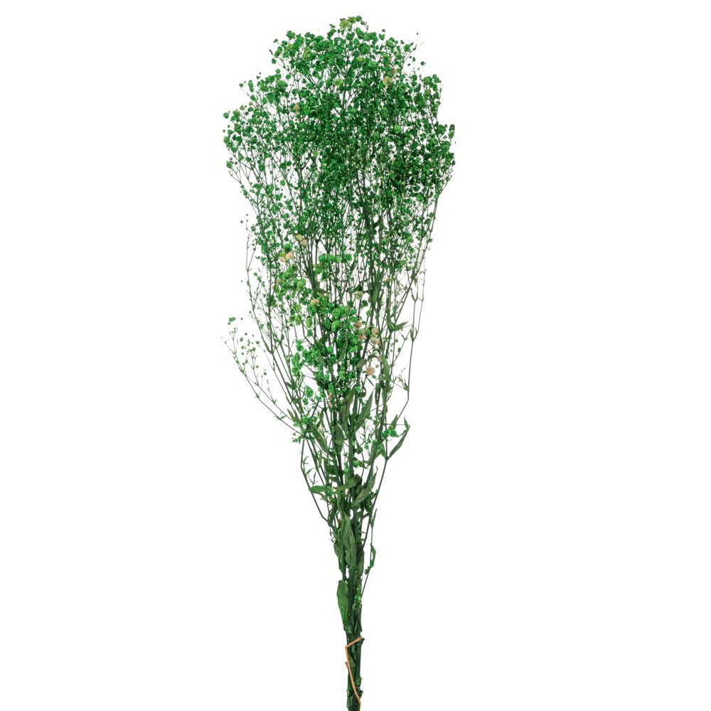 ΠΡΑΣΙΝΟ ΜΠΟΥΚΕΤΟ ΓΥΨΟΦΙΛΛΗ 120gr ΠΡΑΣΙΝΟ ΜΠΟΥΚΕΤΟ ΓΥΨΟΦΙΛΛΗ 120gr