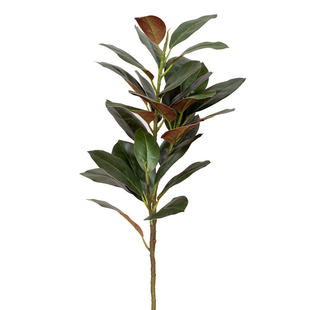 ΠΡΑΣΙΝΟ ΚΛΑΔΙ ΦΙΚΟΣ ΓΙΓΑΣ 135ΕΚ ΠΡΑΣΙΝΟ ΚΛΑΔΙ ΦΙΚΟΣ ΓΙΓΑΣ 135ΕΚ