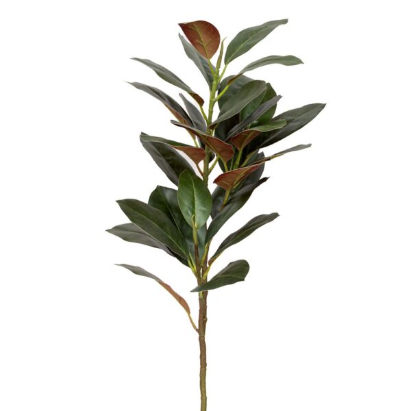 ΠΡΑΣΙΝΟ ΚΛΑΔΙ ΦΙΚΟΣ ΓΙΓΑΣ 95ΕΚ