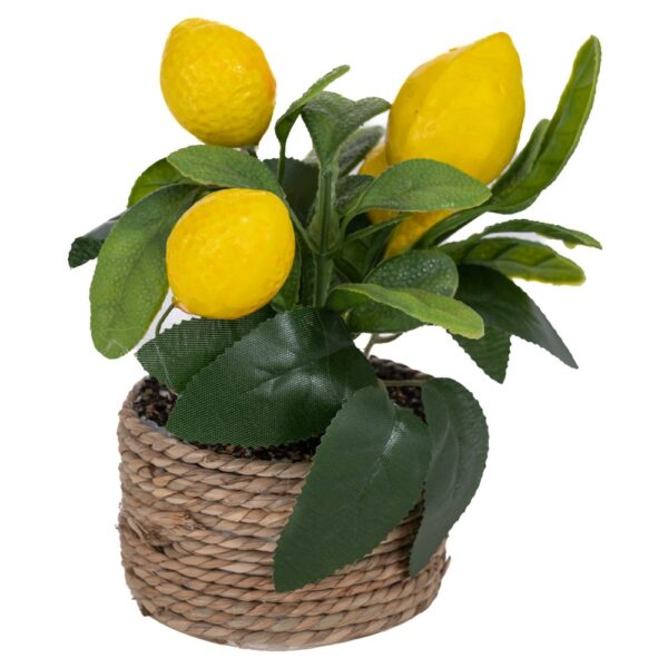 ΓΛΑΣΤΡΑΚΙ ΜΕ  ΛΕΜΟΝΙΑ 16ΕΚ