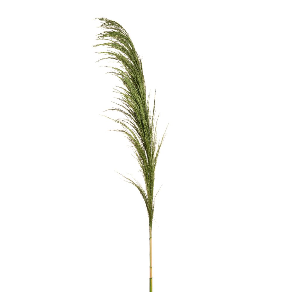 PAMPAS ΠΡΑΣΙΝΟ ΚΛΑΔΙ 150EK PAMPAS ΠΡΑΣΙΝΟ ΚΛΑΔΙ 150EK