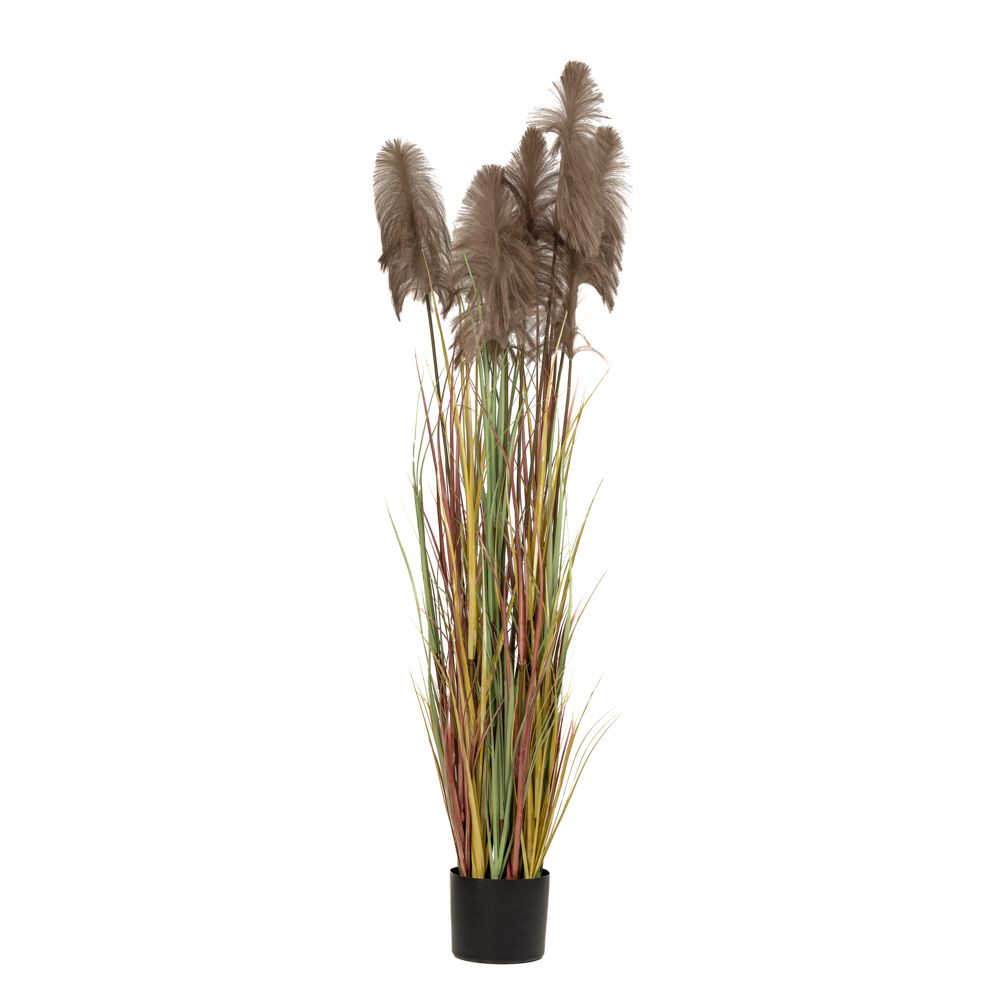 ΦΥΤΟ ΚΑΦΕ PAMPAS GRASS Χ3 Φ23Χ220ΕΚ ΣΕ ΜΑΥΡΗ ΠΛΑΣΤΙΚΗ ΓΛΑΣΤΡΑ ΦΥΤΟ ΚΑΦΕ PAMPAS GRASS Χ3 Φ23Χ220ΕΚ ΣΕ ΜΑΥΡΗ ΠΛΑΣΤΙΚΗ ΓΛΑΣΤΡΑ